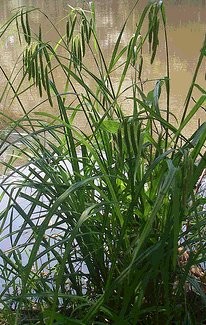 Carex crinita